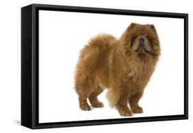 Chow Chow-null-Framed Stretched Canvas