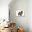 Chow Chow-null-Stretched Canvas displayed on a wall