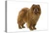 Chow Chow-null-Stretched Canvas