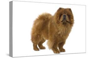 Chow Chow-null-Stretched Canvas