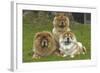 Chow Chow-null-Framed Photographic Print