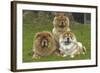 Chow Chow-null-Framed Photographic Print