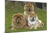 Chow Chow-null-Mounted Photographic Print