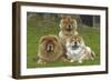 Chow Chow-null-Framed Photographic Print