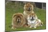 Chow Chow-null-Mounted Photographic Print