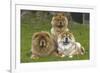 Chow Chow-null-Framed Photographic Print
