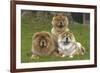 Chow Chow-null-Framed Photographic Print