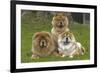 Chow Chow-null-Framed Photographic Print