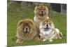 Chow Chow-null-Mounted Photographic Print