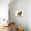 Chow Chow-null-Photographic Print displayed on a wall