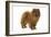 Chow Chow-null-Framed Photographic Print