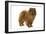 Chow Chow-null-Framed Photographic Print