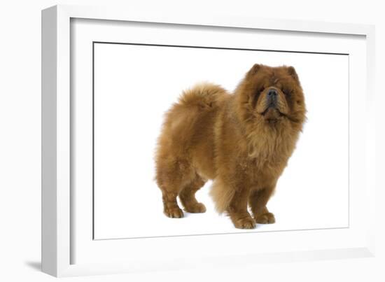 Chow Chow-null-Framed Photographic Print