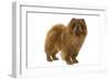 Chow Chow-null-Framed Photographic Print