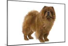 Chow Chow-null-Mounted Photographic Print