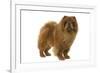 Chow Chow-null-Framed Photographic Print