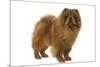 Chow Chow-null-Mounted Photographic Print