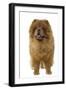 Chow Chow-null-Framed Photographic Print