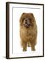 Chow Chow-null-Framed Photographic Print