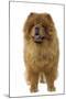 Chow Chow-null-Mounted Photographic Print