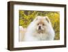 Chow Chow-Lynn M^ Stone-Framed Photographic Print