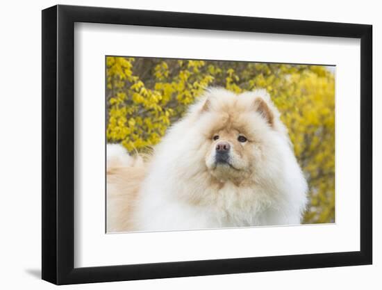 Chow Chow-Lynn M^ Stone-Framed Photographic Print