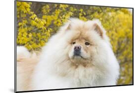 Chow Chow-Lynn M^ Stone-Mounted Photographic Print