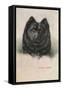 Chow Chow-null-Framed Stretched Canvas