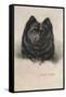 Chow Chow-null-Framed Stretched Canvas