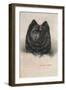 Chow Chow-null-Framed Art Print