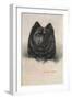 Chow Chow-null-Framed Art Print