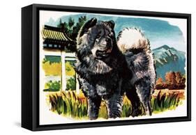 Chow-Chow-English School-Framed Stretched Canvas