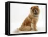 Chow Dog, Chico, Sitting-Mark Taylor-Framed Stretched Canvas