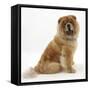 Chow Dog, Chico, Sitting-Mark Taylor-Framed Stretched Canvas