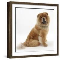 Chow Dog, Chico, Sitting-Mark Taylor-Framed Photographic Print