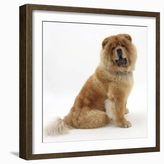 Chow Dog, Chico, Sitting-Mark Taylor-Framed Photographic Print