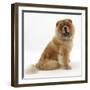 Chow Dog, Chico, Sitting-Mark Taylor-Framed Photographic Print