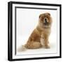 Chow Dog, Chico, Sitting-Mark Taylor-Framed Photographic Print