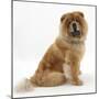Chow Dog, Chico, Sitting-Mark Taylor-Mounted Photographic Print
