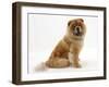 Chow Dog, Chico, Sitting-Mark Taylor-Framed Photographic Print