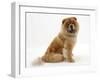 Chow Dog, Chico, Sitting-Mark Taylor-Framed Photographic Print