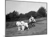 Chows Pulling a Cart-null-Mounted Photographic Print