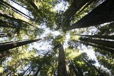 Redwoods-Chris Bliss-Photographic Print