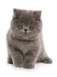 Domestic Cat, Selkirk Rex, four kittens, sitting-Chris Brignell-Photographic Print