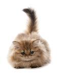 Domestic Cat, Golden Persian, kitten, laying-Chris Brignell-Photographic Print