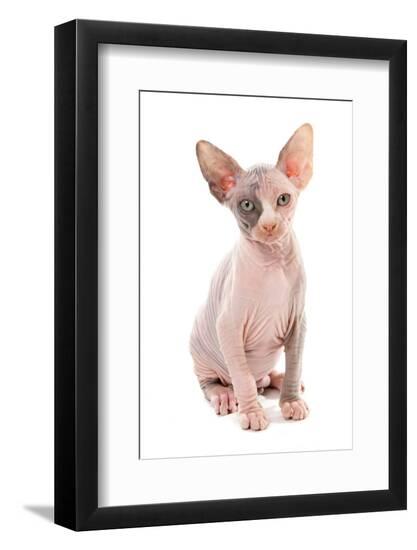 Photographic Print, , large