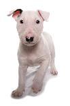 Domestic Dog, Bull Terrier, puppy, eight-weeks old-Chris Brignell-Photographic Print