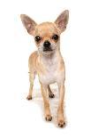 Domestic Dog, Chihuahua, adult, standing-Chris Brignell-Photographic Print