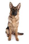 Domestic Dog, German Shepherd Dog, adult, sitting-Chris Brignell-Photographic Print