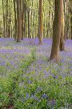 Alton Lavender Farm, Hampshire, Uk-Chris Button-Photographic Print